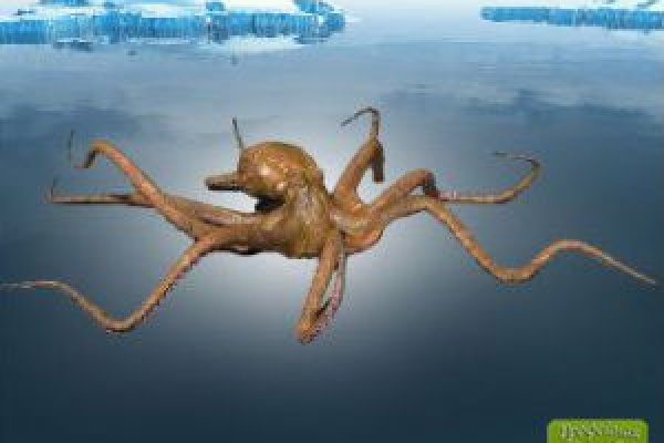 Kraken зеркала маркетплейс